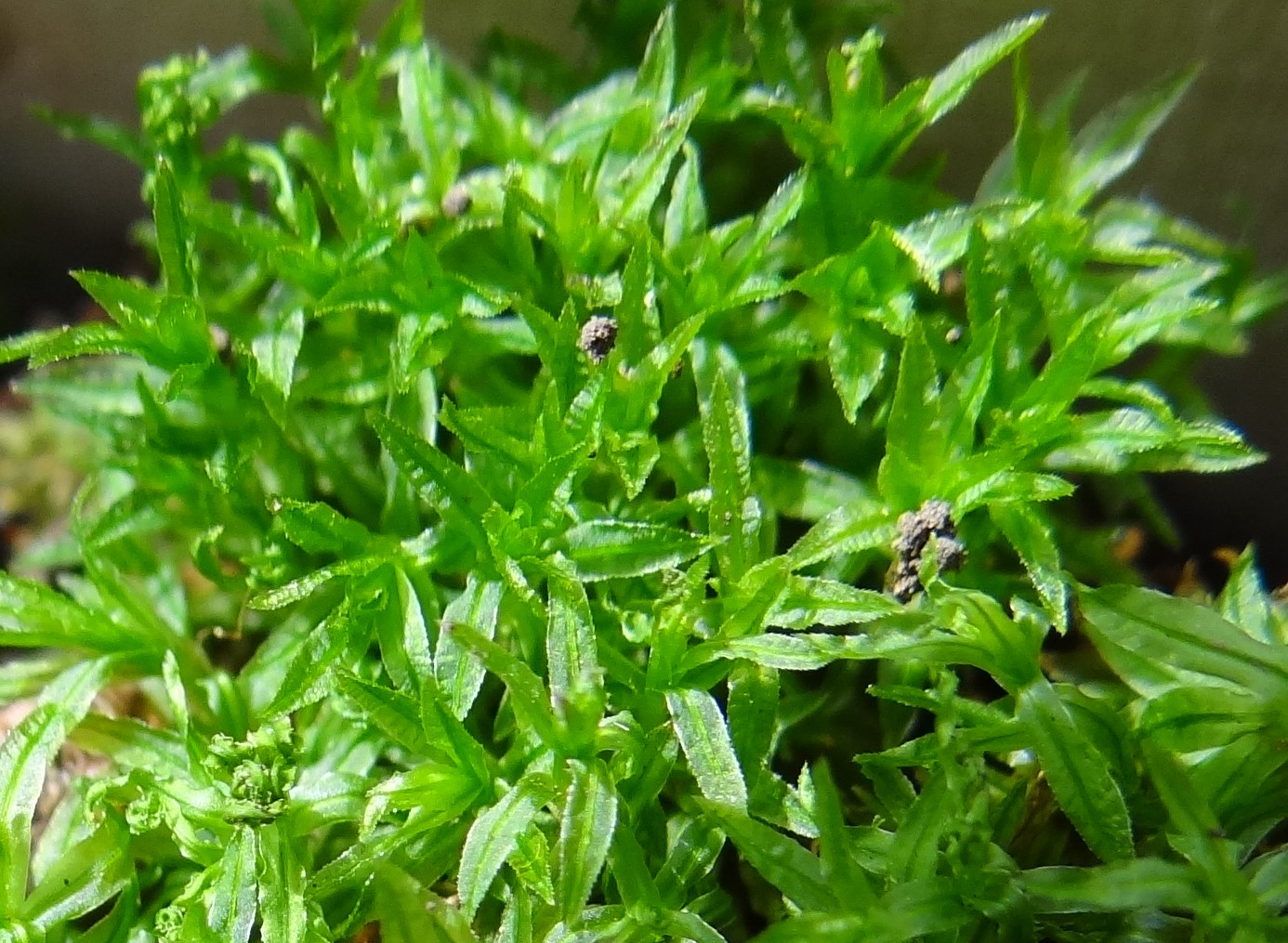 苔は森のようです